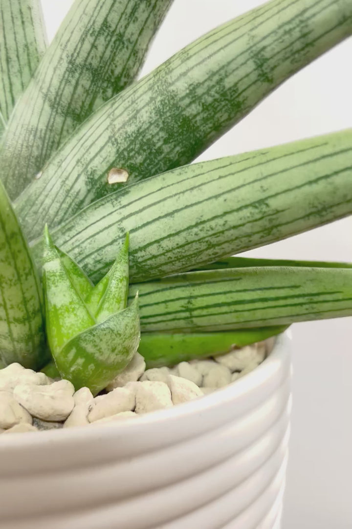 【サンスベリア ルーキー】かわいい子株が出てきています！葉の模様がとても美しい希少種！いいサイズ感です！