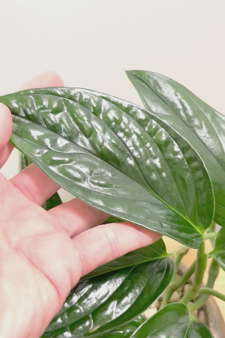 【モンステラ ジェイドシャトルコック】愛知県のこだわり生産者さんが手がけた素晴らしい個体です！