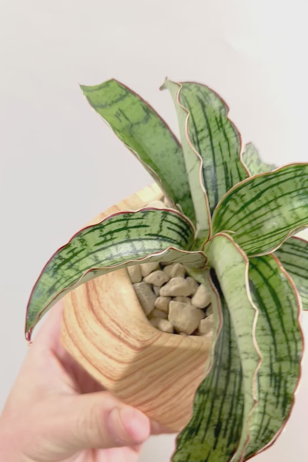 【サンスベリア クレオパトラ】サンスベリアの中でも葉色が抜群に美しい希少種！今回の個体の葉色の美しさは素晴らしいです！