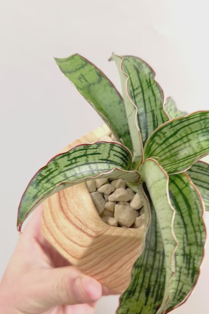 【サンスベリア クレオパトラ】サンスベリアの中でも葉色が抜群に美しい希少種！今回の個体の葉色の美しさは素晴らしいです！