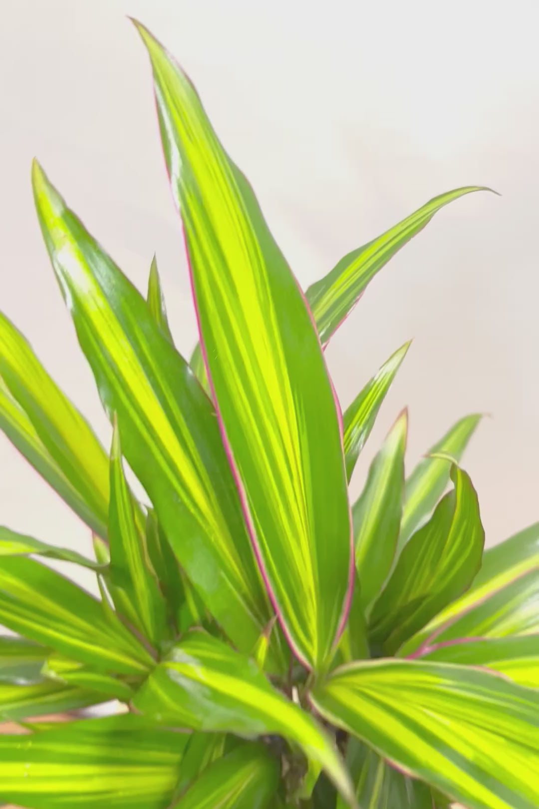 【コルジリネ ターミナリス】見てくださいこの立派な幹！しかも今が一番美しい葉色！長い時間をかけて作られた素晴らしい逸品です！