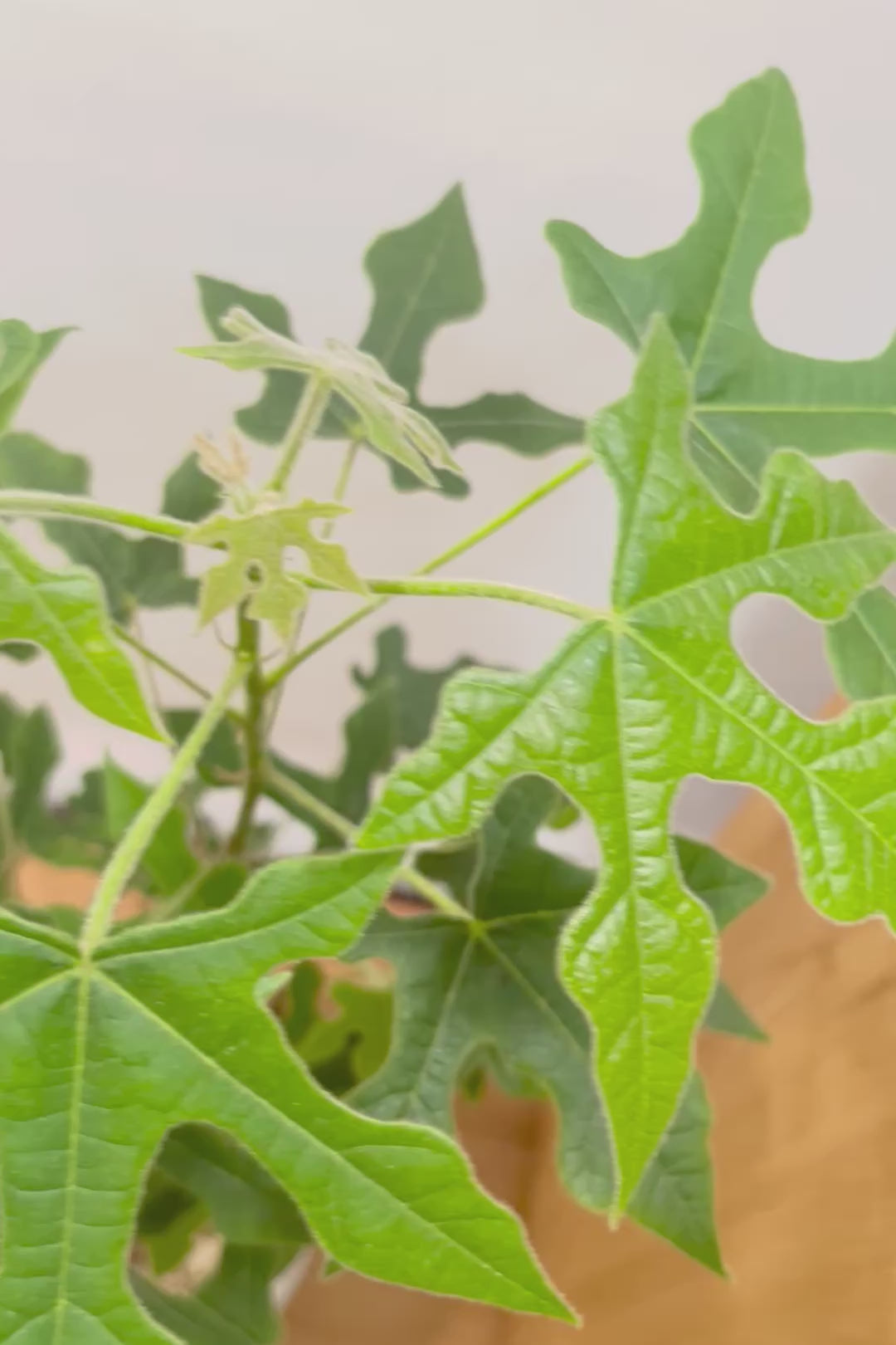 【ブラキキトン ビドウィリー】葉に産毛があるかわいいタイプ。根っこはもちろん個性的に仕上がっています！