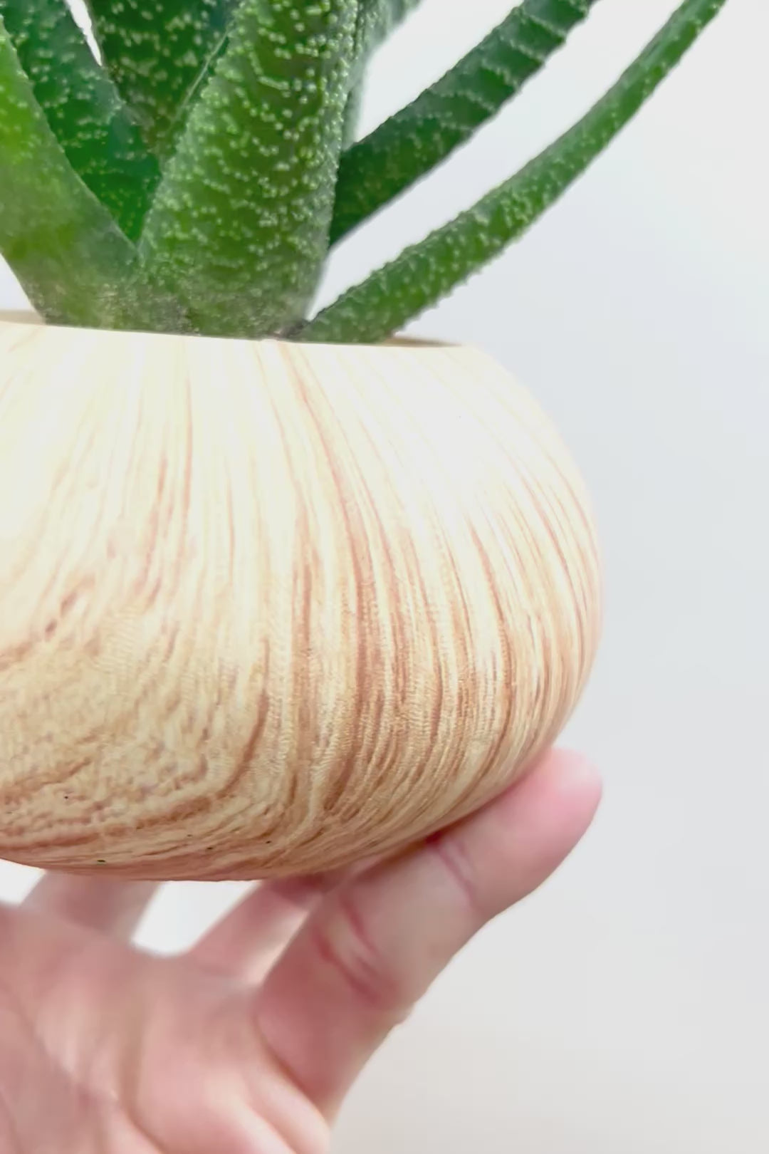 【ガステリア ジムフローラ】人気の木目調のPOT♪葉の質感はぷにぷにしていてかわいい！ボリュームあります！