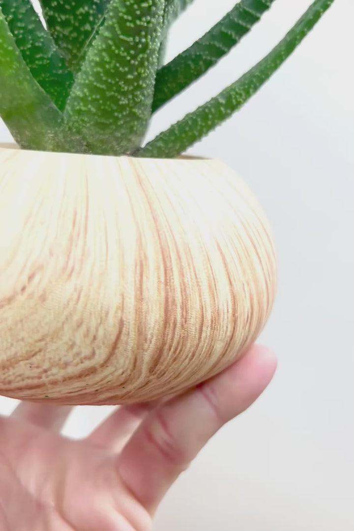 【ガステリア ジムフローラ】人気の木目調のPOT♪葉の質感はぷにぷにしていてかわいい！ボリュームあります！