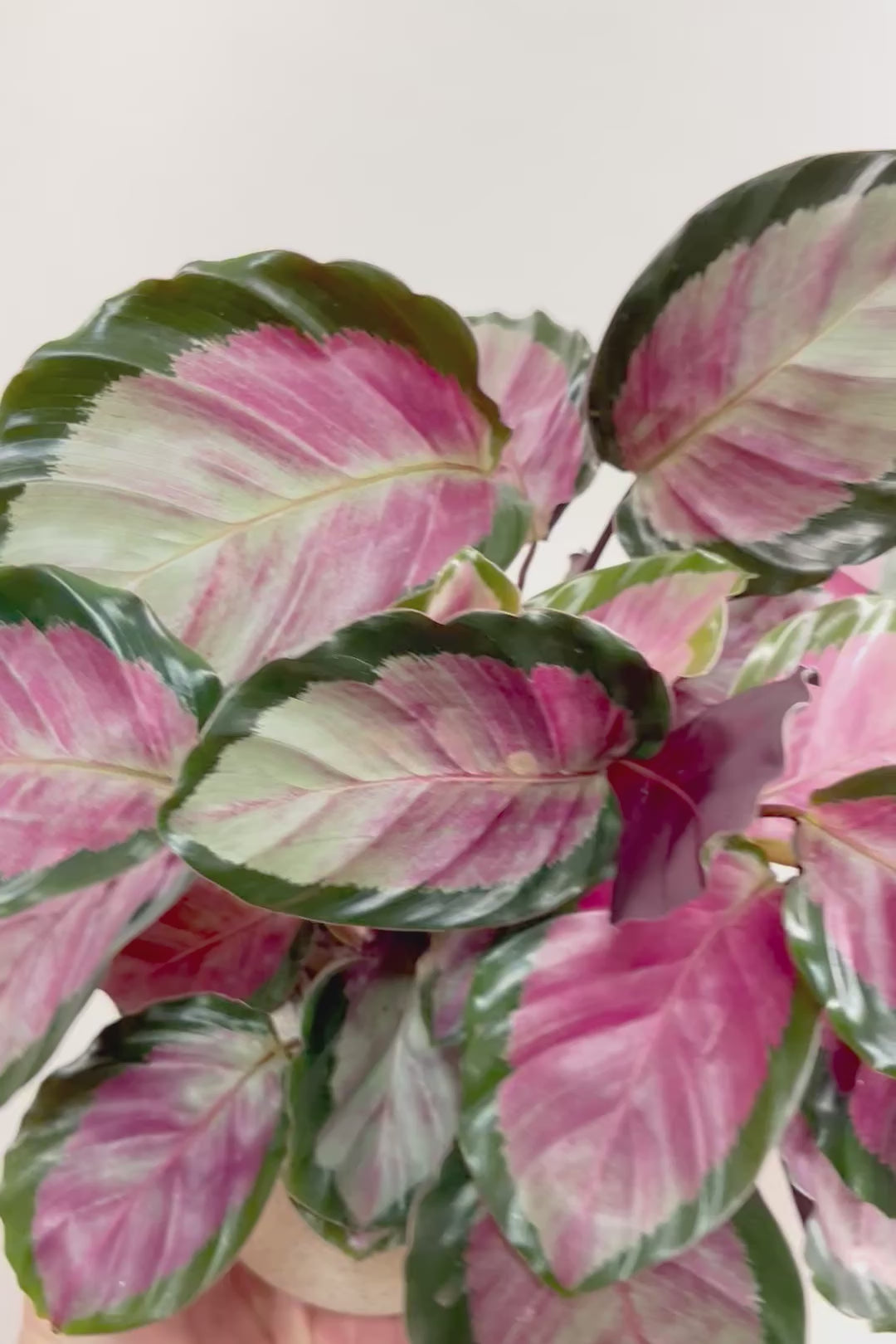 【カラテア ロージー】ラスト１鉢！まるで花束のような美しい草姿。葉色がとてもイイ感じに出ていますのでおススメです！