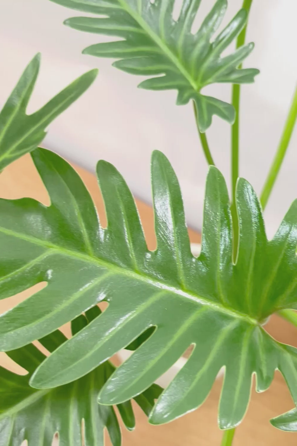 【ジャイアント ザナドゥ】沖縄でゴリゴリの樹形に育てられました！ここまでの樹形は希少ですよ！