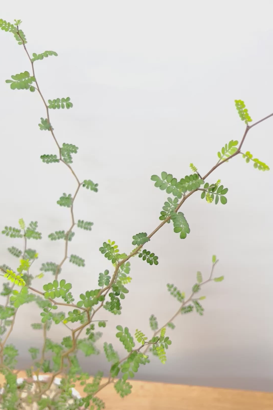 【ソフォラ リトルベイビー】ミニミニのかわいい葉っぱがかわいい!育てやすい観葉植物! 寒さに強いです！