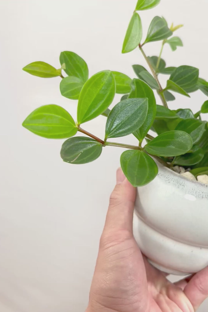 【ペペロミア フォレット】愛知県の冨永さんのオリジナル品種！ペペロミアの中でも育てやすい品種なんです！