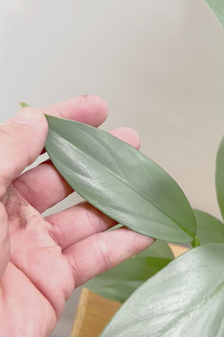 【シルバーメタル】久々の入荷！ボリュームがあります！葉の質感が特徴的な観葉植物です!!状態は最高に良いです！