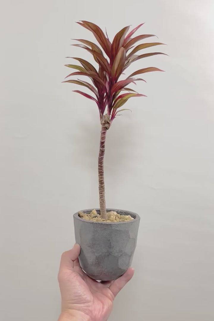 【コルジリネ レインボーコンパクタ】最高の葉色！生産者さんのハウスでイイものを選りすぐってきましたよ！