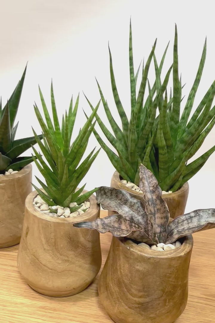 【サンスベリア マライカ】仲良しの生産者さんからいい形のものを分けてもらいました！木製のPOTもGOOD！