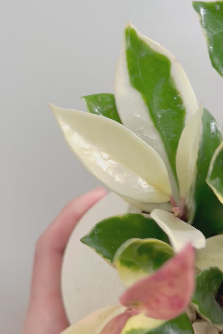 【ホヤ リップカラー】仕入れの時に見つけてきました！ホワイトの葉っぱがまぶしくて美しい個体です！