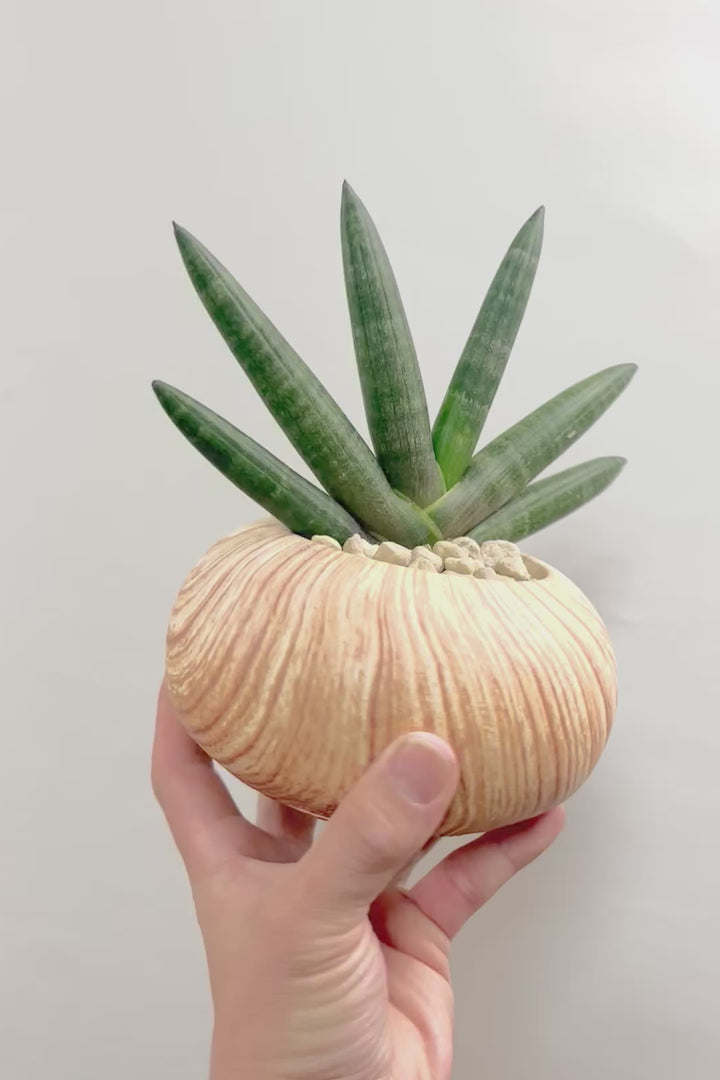 【サンスベリア ブラックボンセレンシス】大好きな品種！シブイ色合いが素敵！木目調のPOTもイイ感じです！