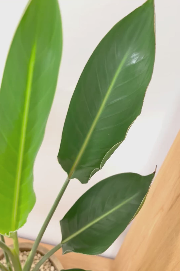 【ストレチア レギネ】人気の木製のPOT。とても丈夫な観葉植物です！スリムでスタイリッシュなのでおすすめ！