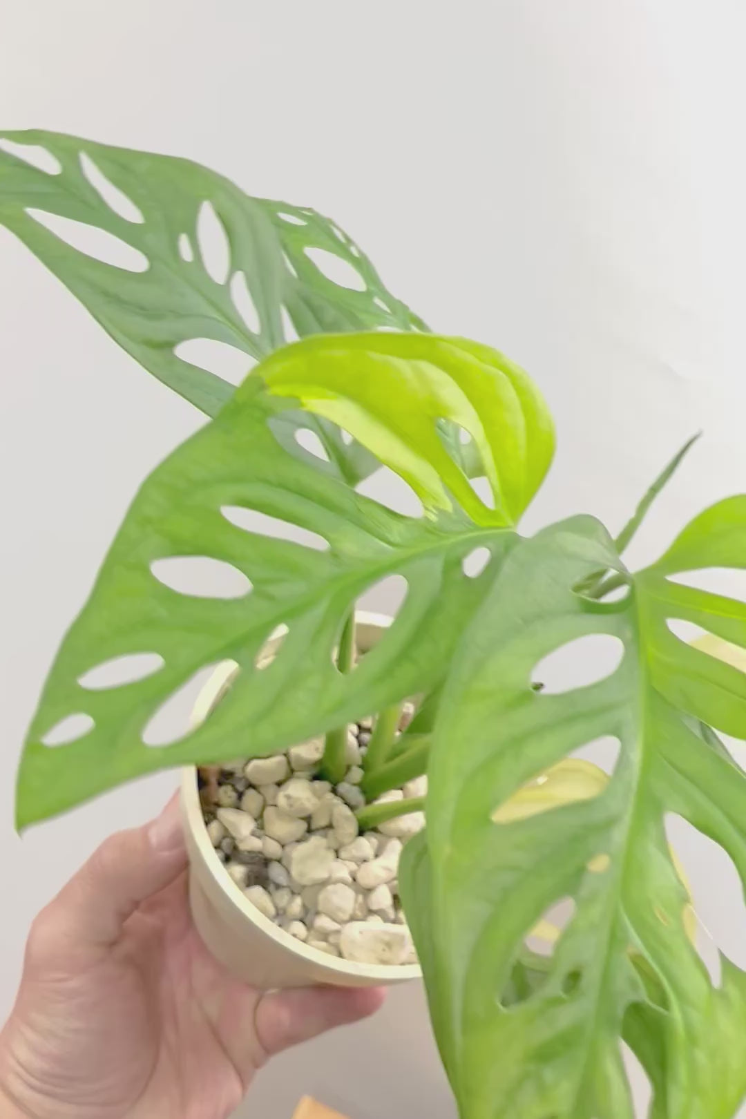 【モンステラ アダンソニー オーレア バリエガタ】希少な斑入り種！生産者さんのハウスで直接選んできました！