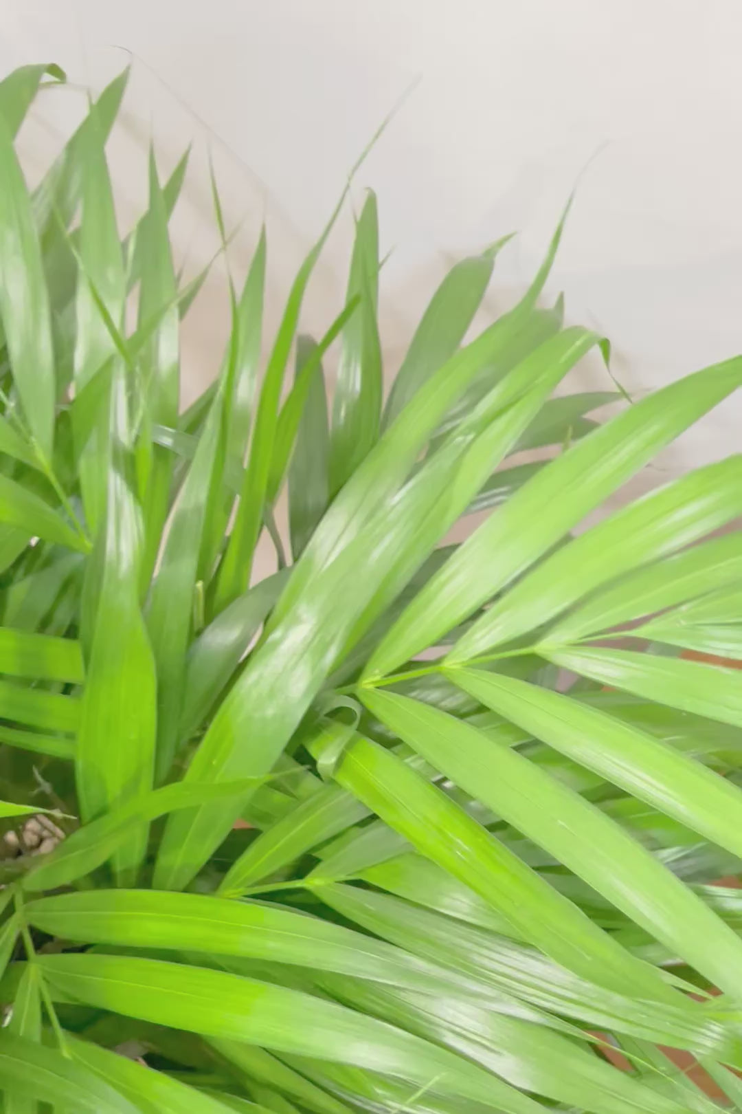 【アレカヤシ】ボリュームがあるBIGサイズ！大きな葉が印象的でトロピカルムードが漂う観葉植物です