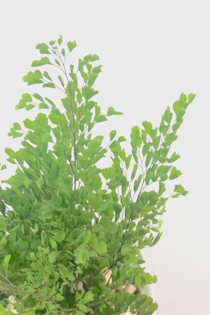 【アジアンタム リサ】かわいいミニサイズのふわふわした雰囲気がとってもかわいい観葉植物！ナチュラルな葉がかわいい♪