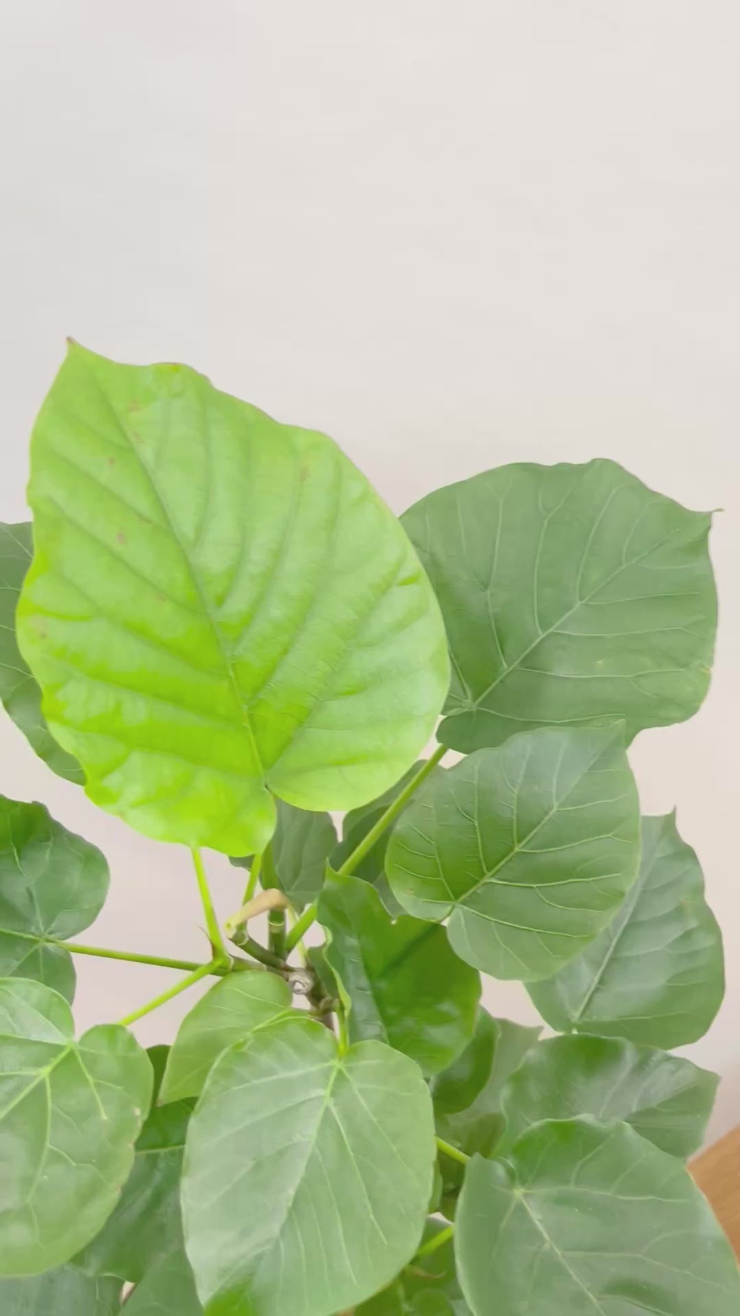【ウンベラータ】幹のカーブが凄くイイ感じ！曲り樹形の名手でもある生産者さんが手塩に掛けたバランスの良い素晴らしい樹形です！幹のクネクネがGOOD！
