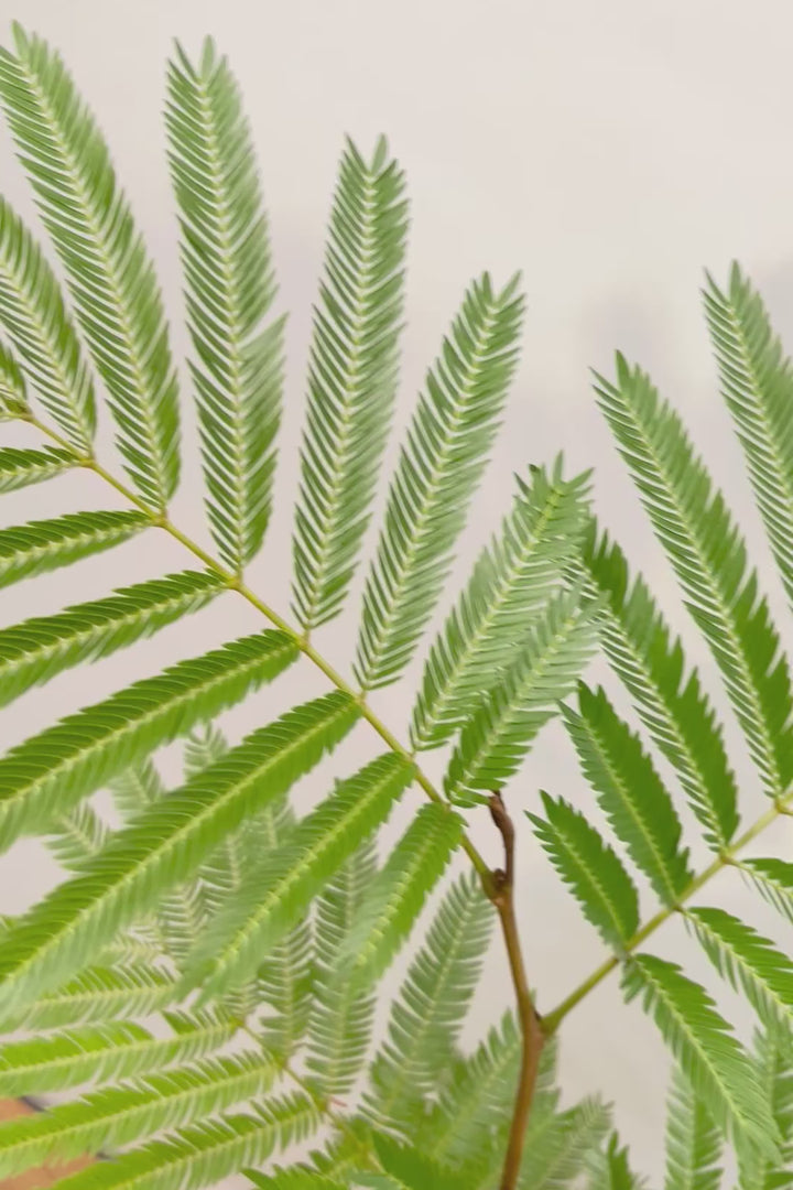 【エバーフレッシュ】シンプルでスタイリッシュ！POTとのバランスは最高だと思いますよ！