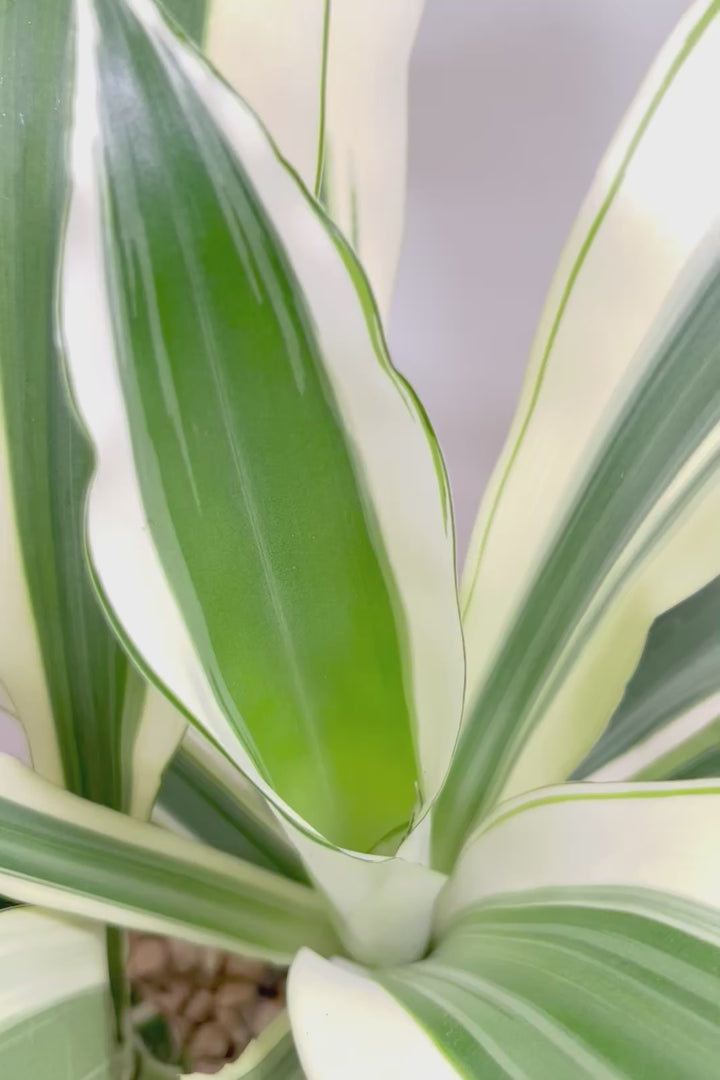 【ドラセナ ホワイト】品種名は分からないのですが、とにかく葉色がキレイ！ボリュームがありますし育てやすいんです！