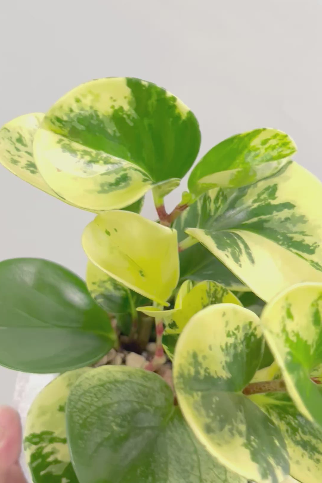 【ペペロミア イエロー】ペペロミアの中でも大き目の葉。特に今回は発色の良い個体を選んできましたよ！