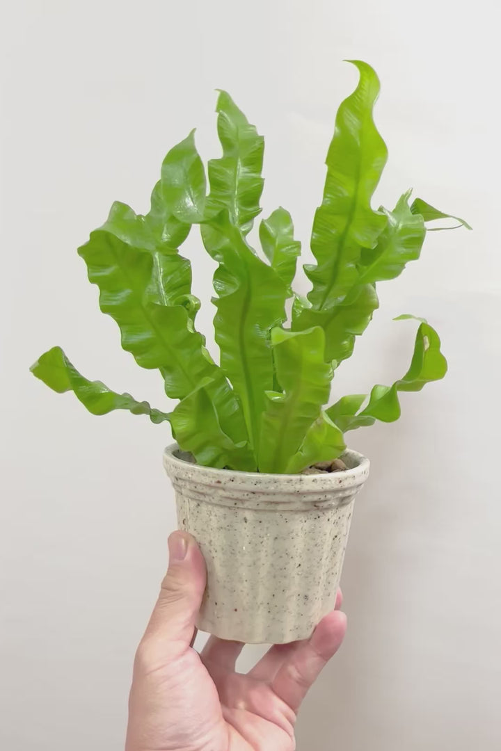 【アスプレニウム クリスピーウェーブ】APEGOの推しPOT！ウェーブした葉形がたまらなくかわいいんです！日陰に強く育てやすい観葉植物です！