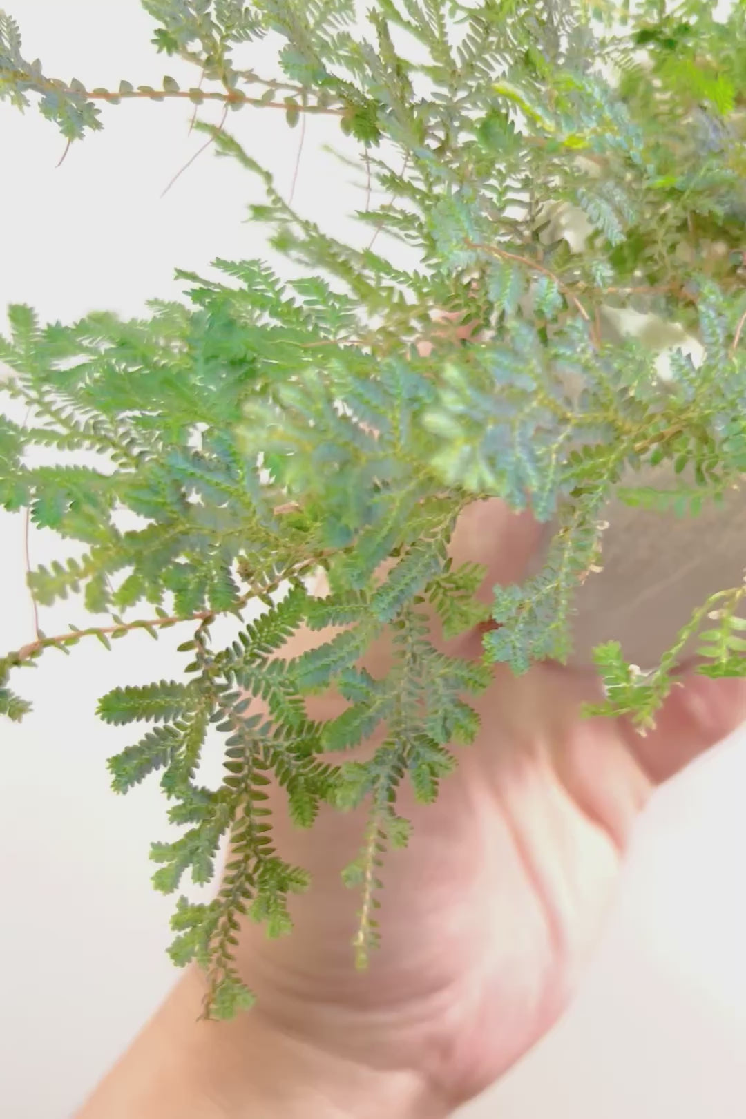 【レインボーファン】全高19cmのかわいいサイズ！角度によって七色に見えることからこの名前になった観葉植物。しかも日陰に強い！
