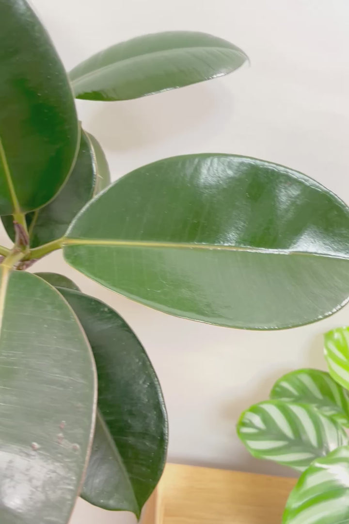 【フィカス・バーガンディ】ご要望の多かったプラ鉢バージョンです！スタイリッシュな樹形ですのでお部屋のインテリアグリーンのメインにどうぞ！