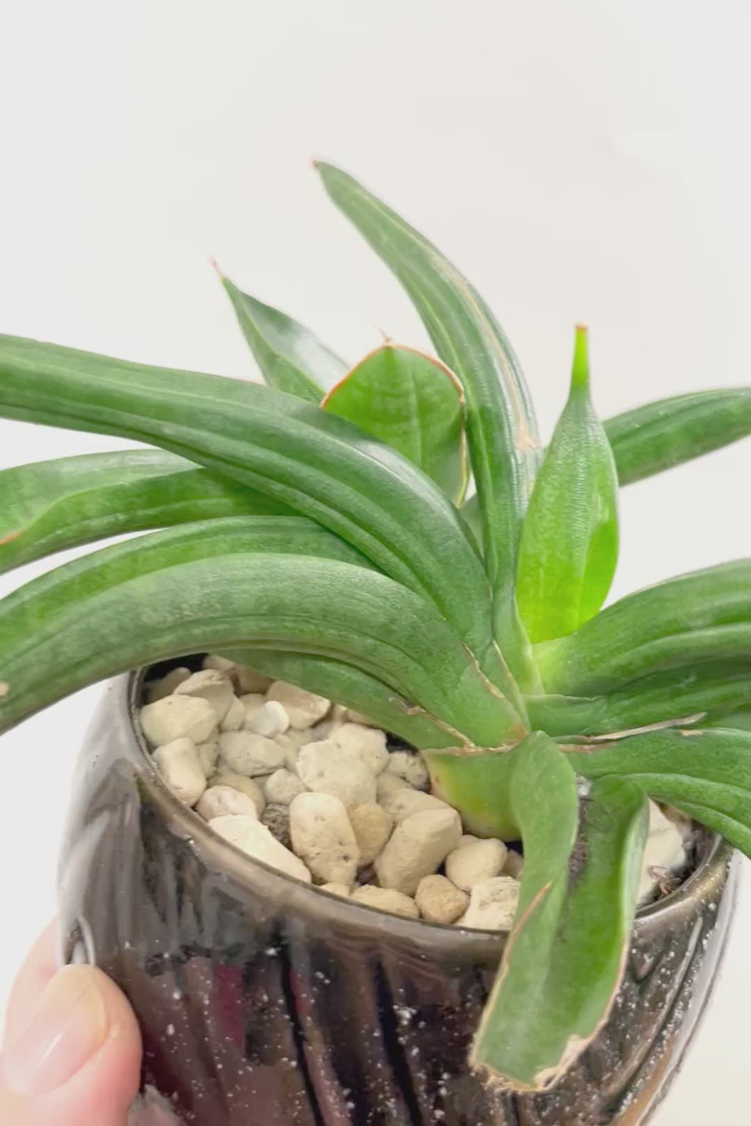 【サンスベリア パテンス】久々の入荷！子株もたくさん出てきていますので、今後の生長が楽しみ！個性的なフォルムが素敵！