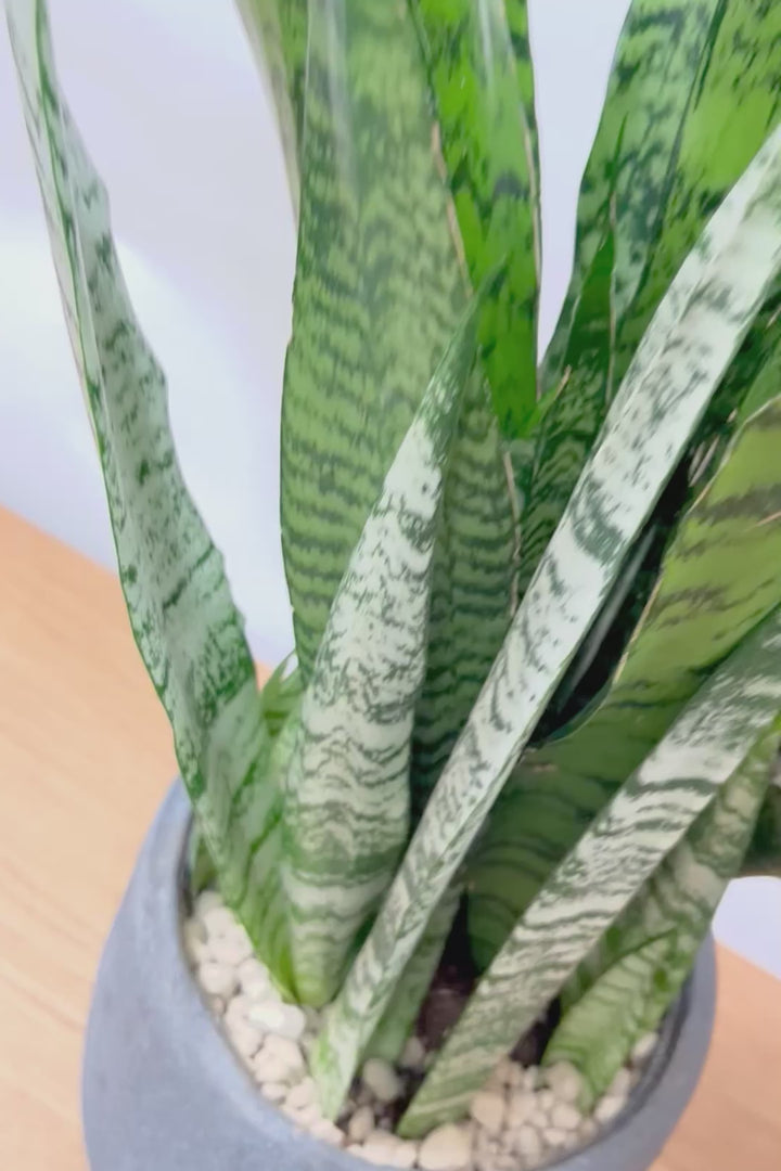 【サンスベリア ゼラニカ】ボリュームがあるタイプ！葉色もイイ感じに仕上がっておりますので、ぜひともご検討ください！