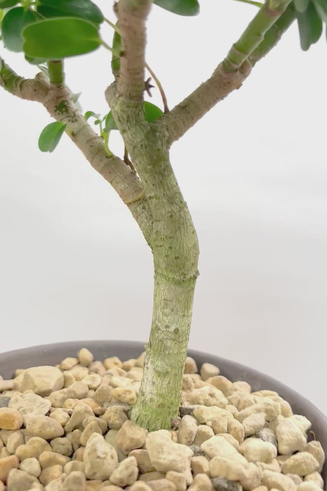 【シェフレラ コンパクタ】良い幹を選んできました！しっかりとした幹が美しく、丈夫で育てやすいので初心者の方にもおすすめ！