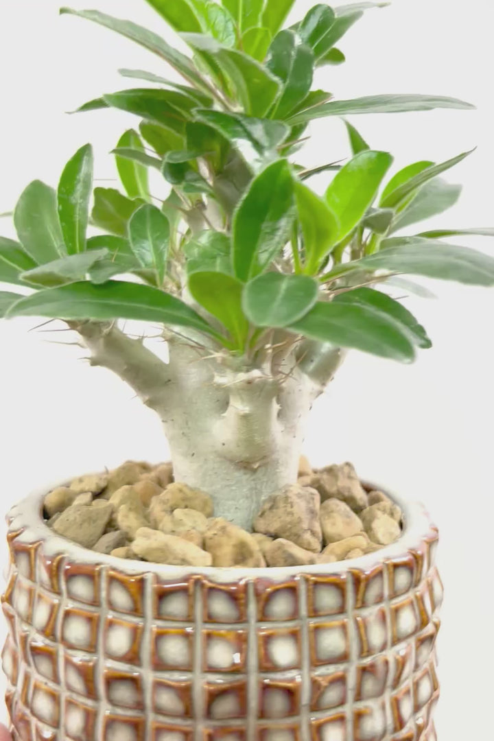 【パキポディウム サンデルシー】トゲトゲ＆ムキムキの幹がとってもかわいい塊根植物。ここから大きく育ててみるのも楽しいですよ！
