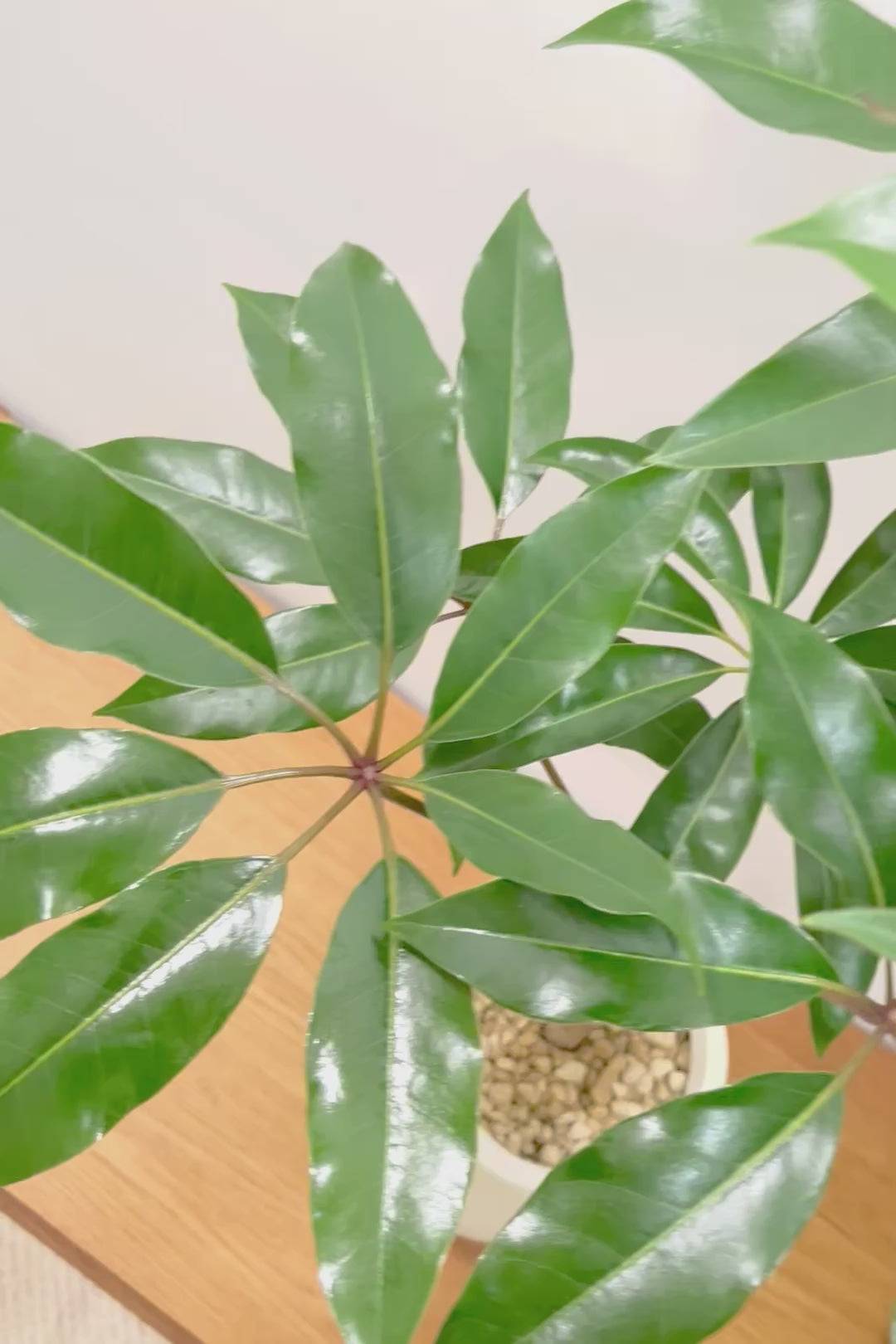 【チュピタンサス】お手頃なサイズ感でボリュームのある樹形！このサイズはめったに入荷がありませんのでぜひ！