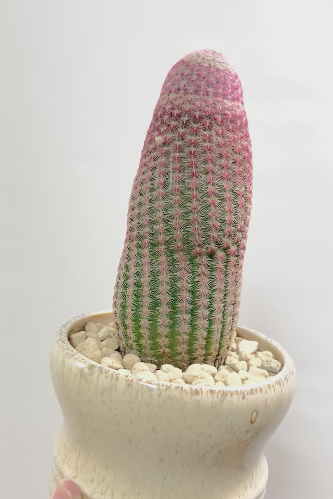 【エキノセレウス 紫太陽】サボテンには珍しい紫が美しい品種！この大きめサイズは希少なんです！傷もなく上質な逸品ですよ！