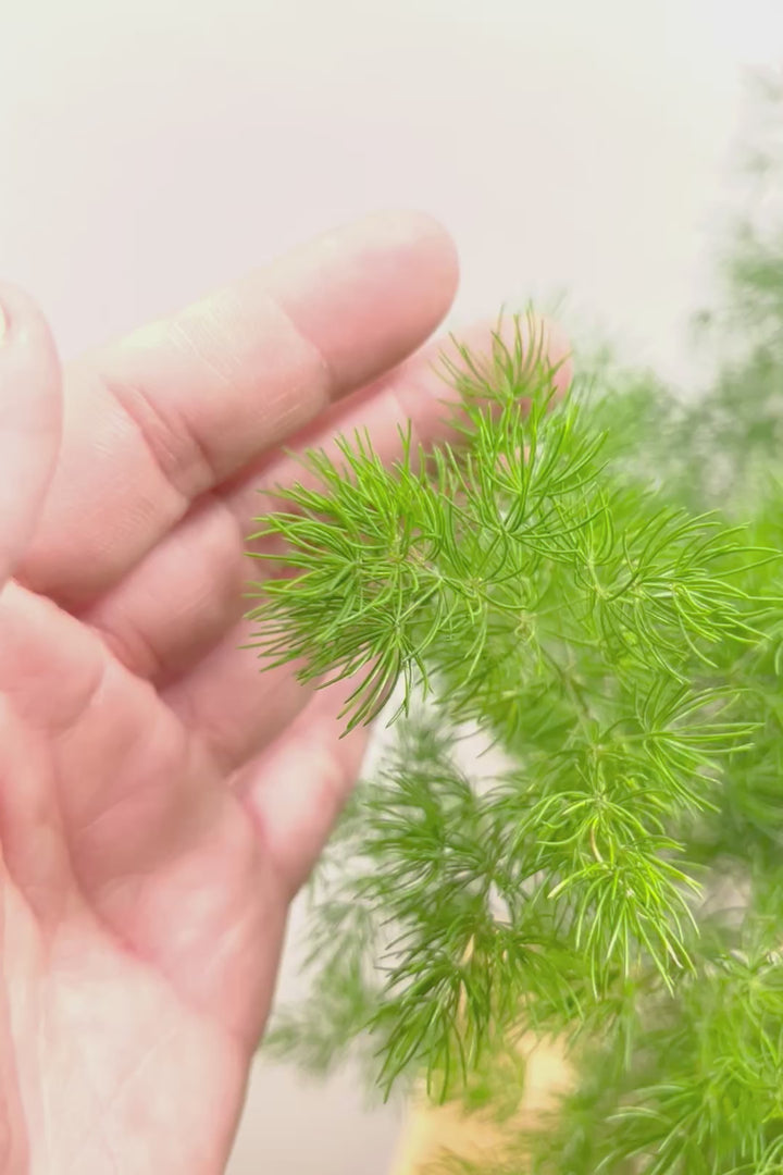 【アスパラガス ミリオクラダス】寒さにとても強い！かわいいフォルムも素敵♪軽量で扱いやすいプラスチックPOTです！