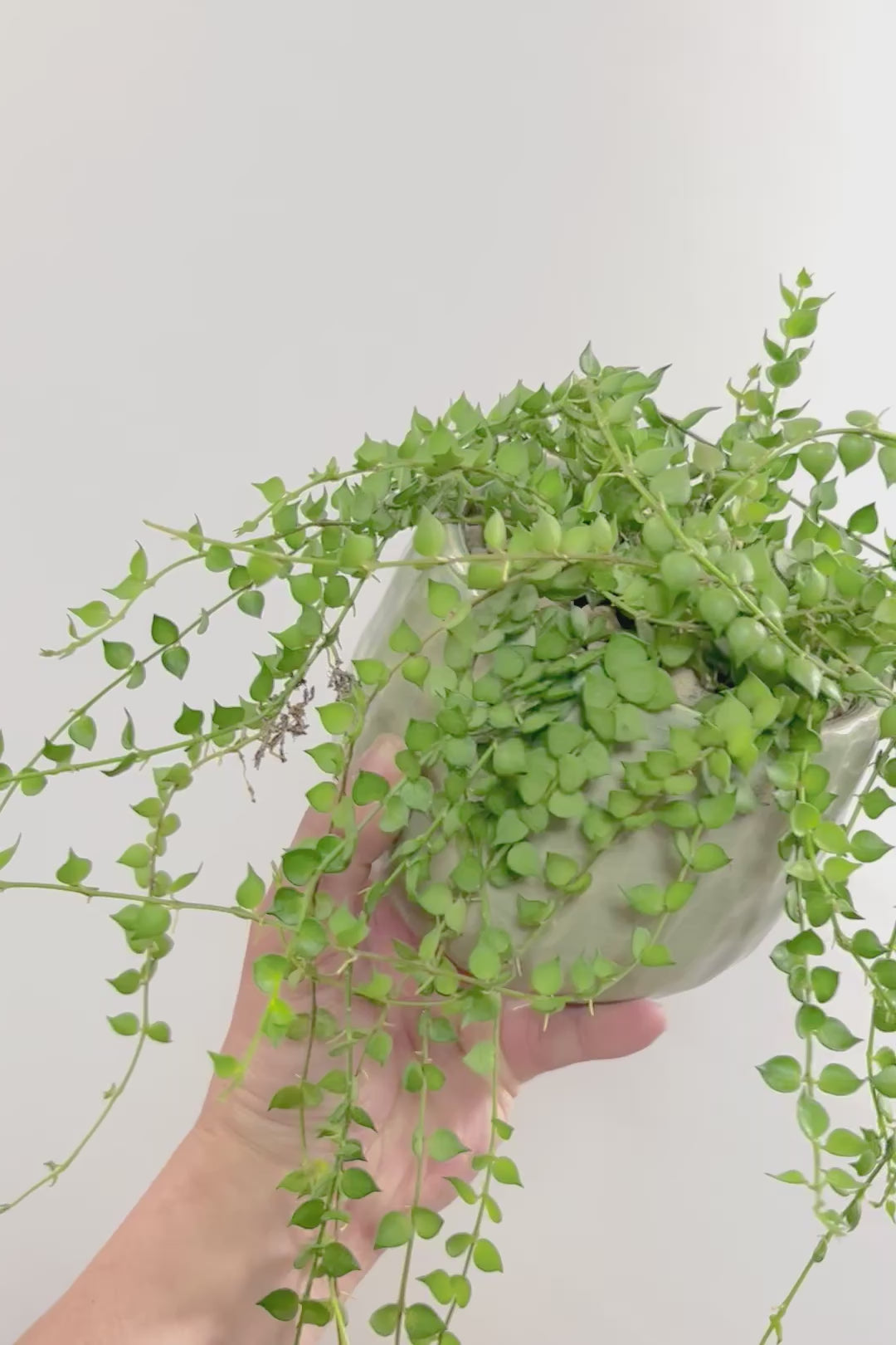 【ディスキディア ミリオンハート グリーン】超ロング！ここまで長いものはなかなか入荷しませんのでぜひご検討ください！