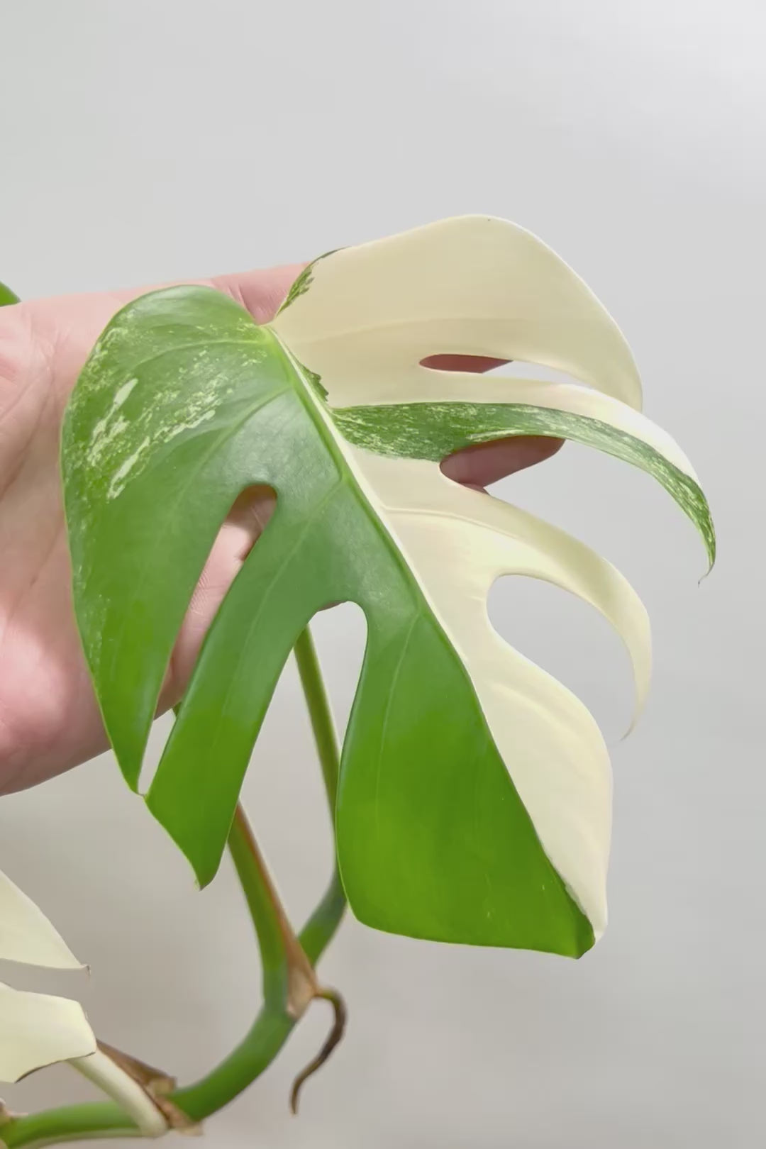 【モンステア ボルシギアナ】生産者さんのハウスで直接選んできました！とても雰囲気のある樹形だと思います！