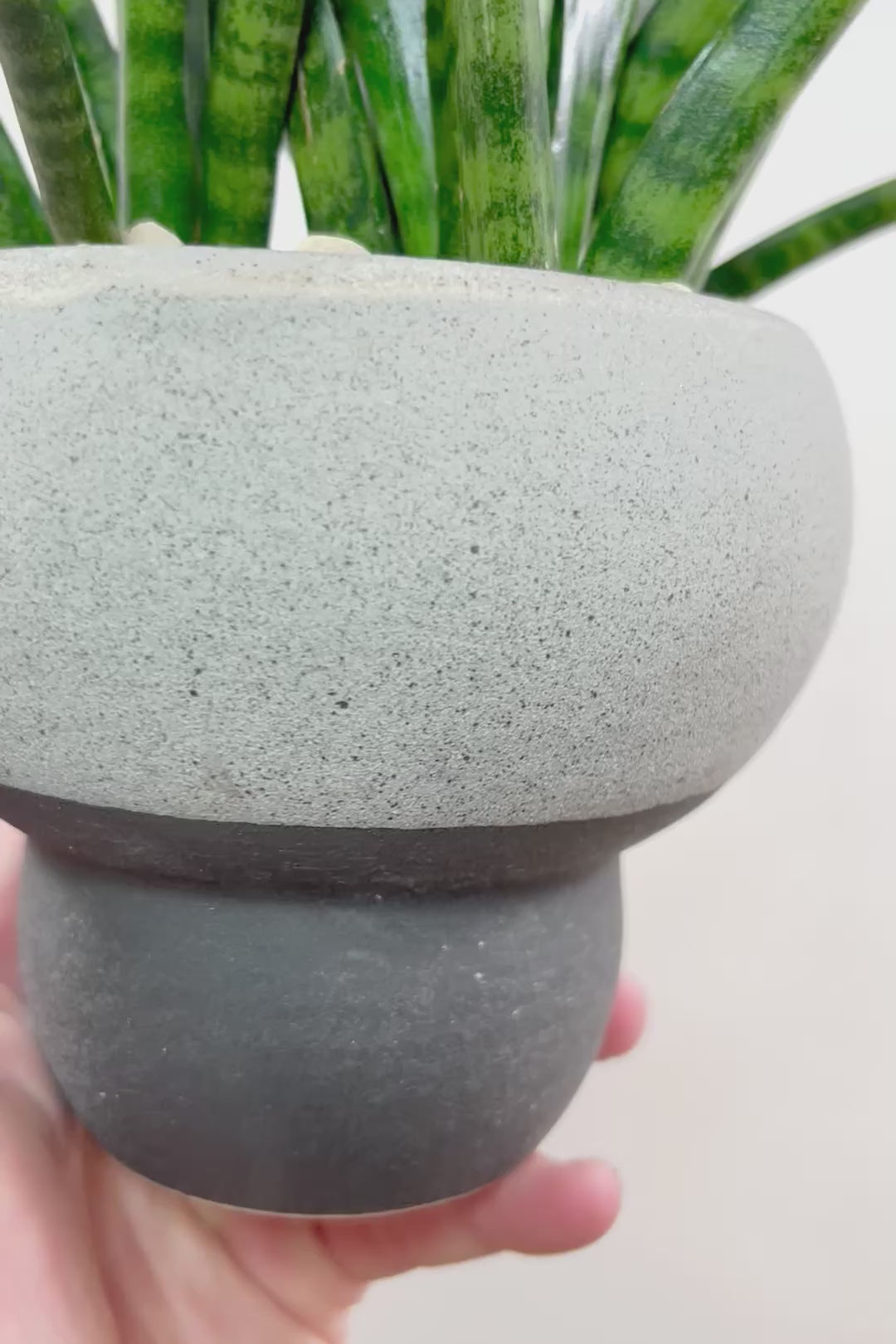 【サンスベリア ファンウッド】シックな色目のこだわりの信楽焼POT。植物の葉色とよく合ってるので素敵です！