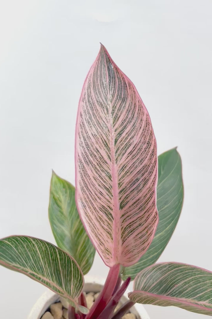 【フィロデンドロン ピンクバーキン】かわいいミニサイズです！葉色が美しくバランスが良い感じですのでぜひご検討ください！