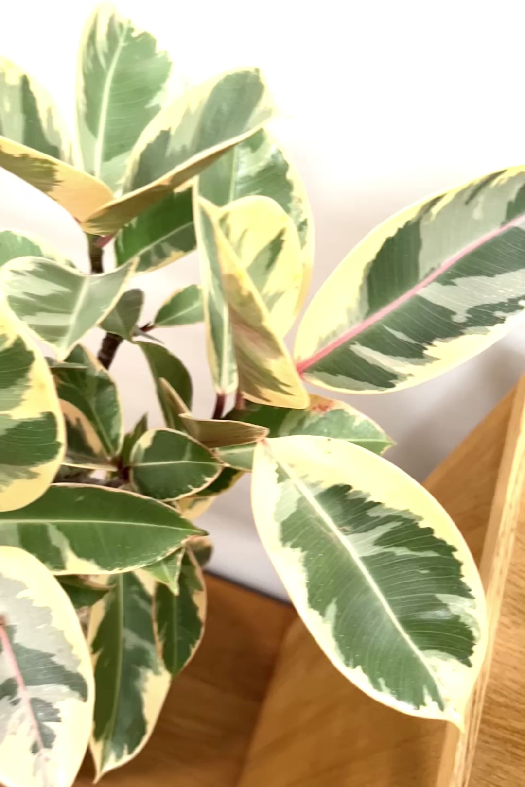 【フィカス ティネケ】久々に大きいサイズ！幹も太くて葉付きも良い！スタイリッシュなフォルムなのでおすすめです！