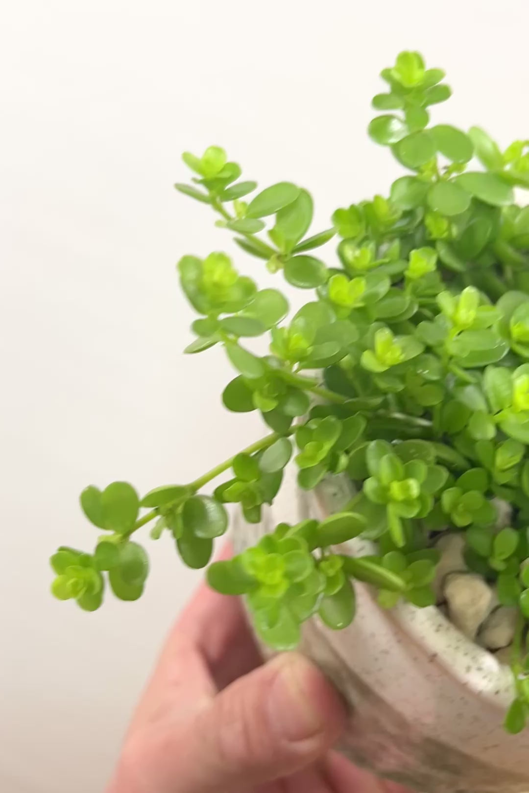 【ペペロミア  デピーナ】ミニミニのかわいい葉。ペペロミアの中でも肉厚でかわいい葉です！POTはシンプルなホワイトを合わせました！