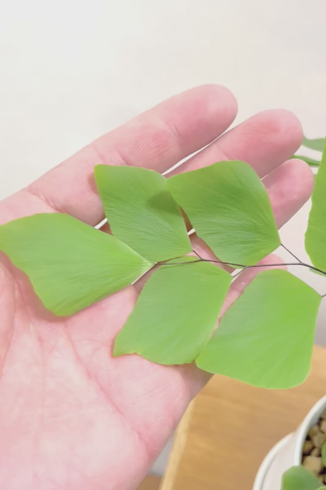 【アジアンタム ペルビアナム】アジアンタムの中で最も大きな葉っぱ！めったに入荷しないのでぜひ！