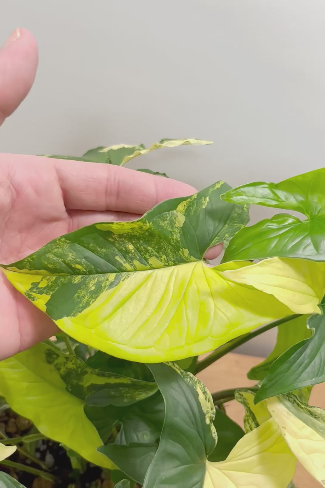 【シンゴニウム カリフォルニアゴールド】今まで史上最高の仕上がり！生産者さんのハウスで極上の斑の個体を選んできました！