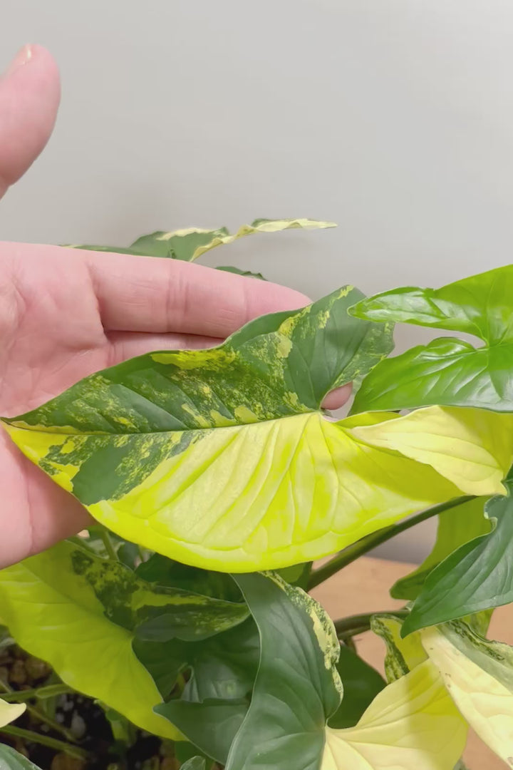 【シンゴニウム カリフォルニアゴールド】今まで史上最高の仕上がり！生産者さんのハウスで極上の斑の個体を選んできました！