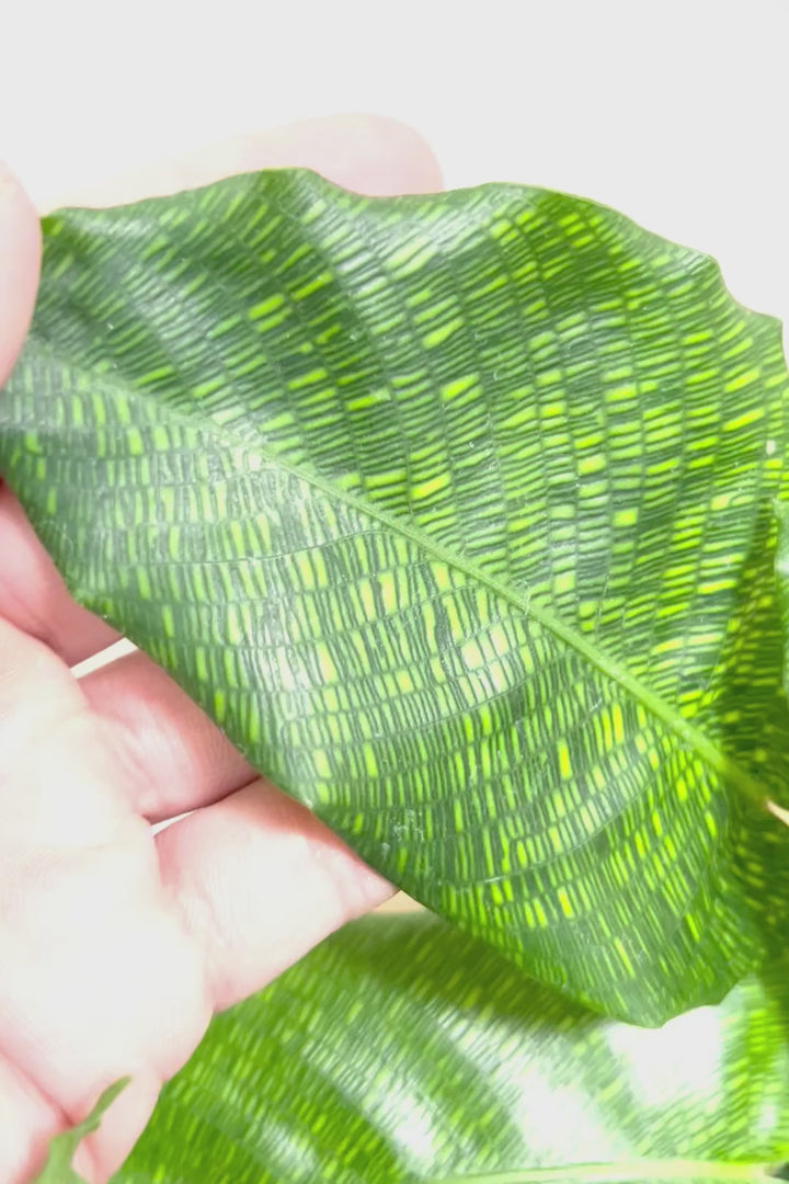 【カラテア ムサイカ】通称”モザイク”とも呼ばれる細かな葉模様が特徴のカラテア。生産量が極端に少なく希少な品種です！