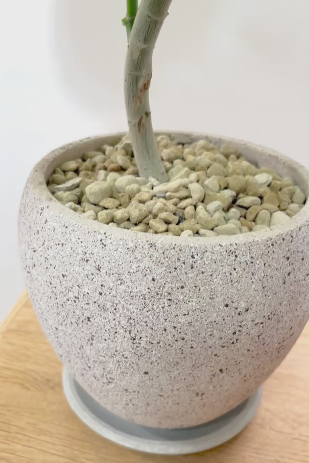 【ウンベラータ】全高70cmのちょうどいいサイズ！幹のカーブの感じが凄くイイと思うんですよ！オススメデス！