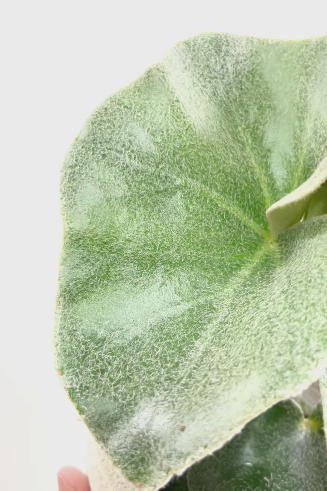 【ベゴニア ベノーサ】APEGO初入荷です！まぶしいくらいの鮮やかな葉色です！