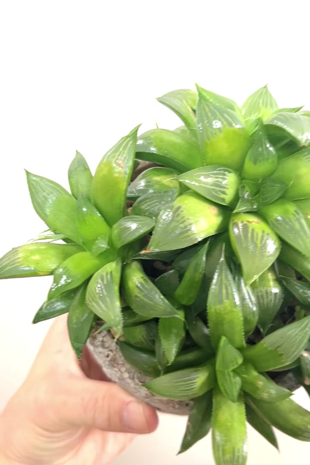 【ハオルチア レツーサグリーン】限定1鉢！星形のかわいいフォルムだけど葉はすごく硬いんです！今回限りの入荷です！