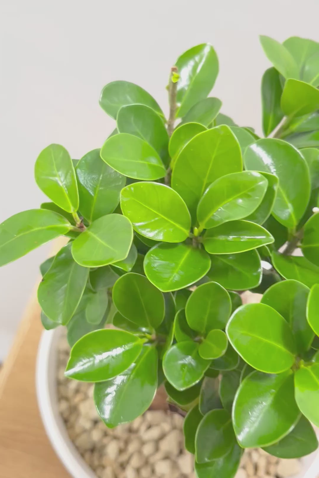 【ガジュマル】今回はご要望の多かったプラスチックPOT。しっかりと育った幹がお見事！おすすめです！