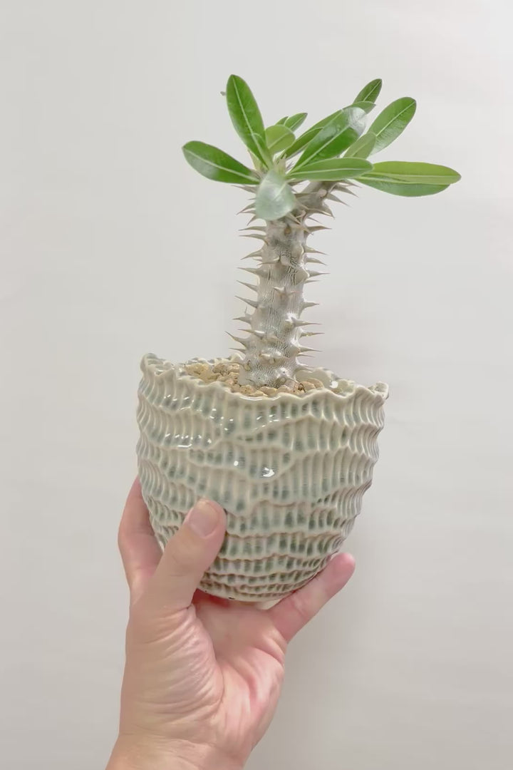 【パキポディウム デンシフローラム】トゲトゲ＆ムキムキの幹がとってもかわいい塊根植物。分岐した部分が凄くかわいい！ここから大きく育ててみるのも楽しいですよ！